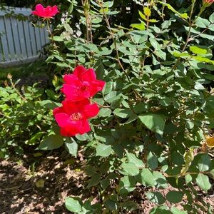 Meet your Posher, Kelley